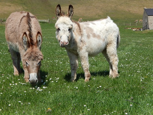 miniature donkeys at heathylee
