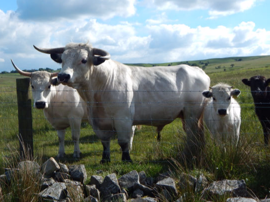 cows at heathylee house farm, home of wuffler bespoke snoods